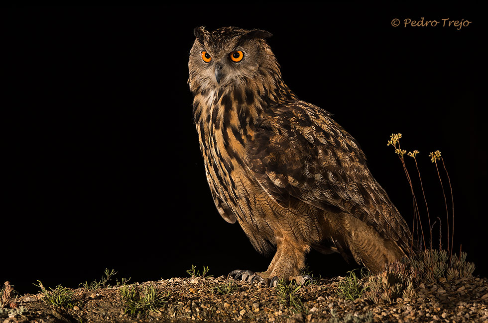 Búho real (Bubo bubo).